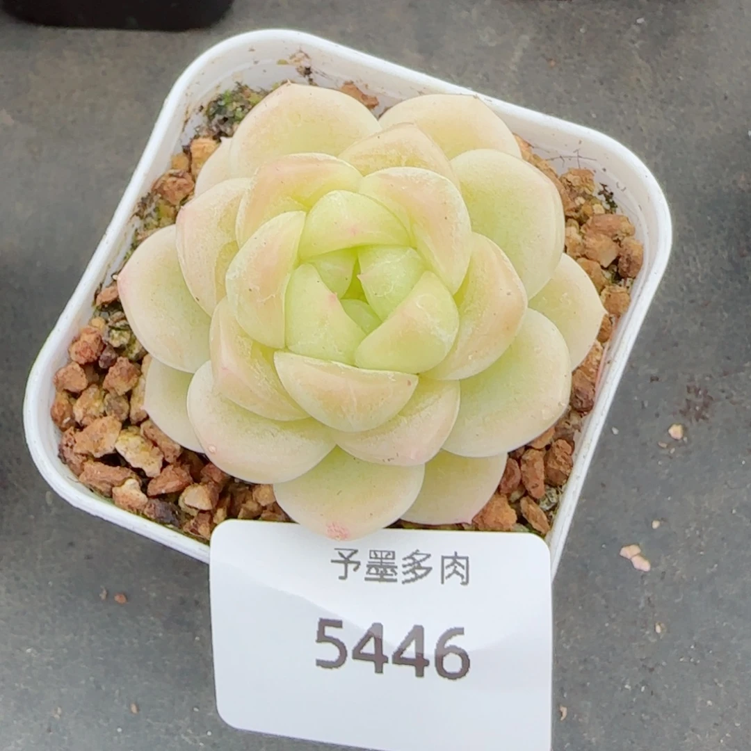 财富密码x1 ，5446多肉植物