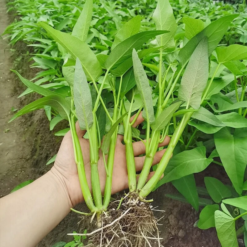 正宗高产三叉空心菜种籽柳叶通心菜种子四季阳台蔬菜种子盆栽菜园