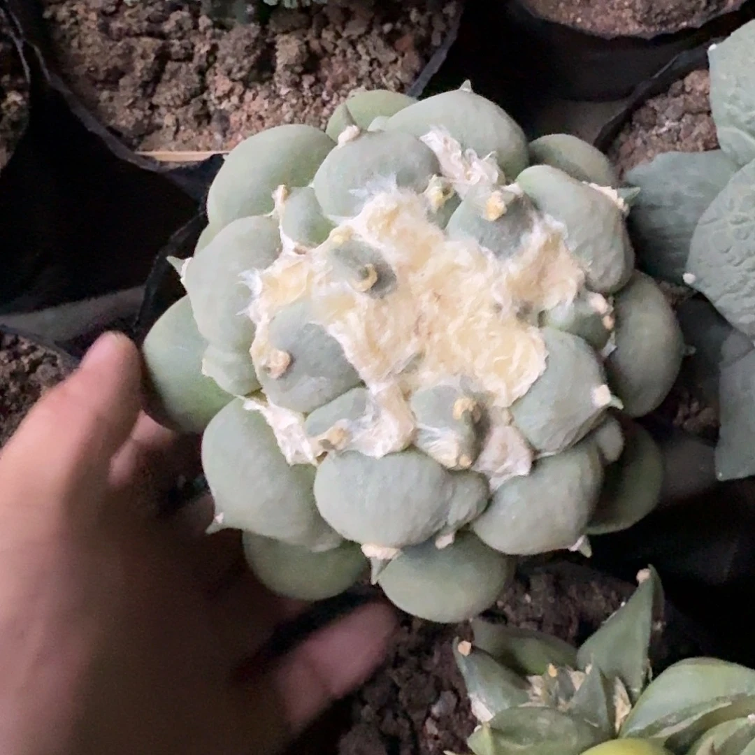 小***叔苗接奶尤牡丹仙人球