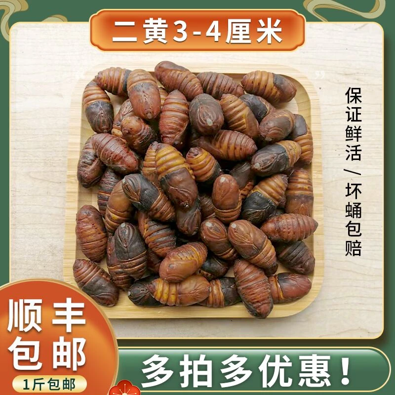 【鲜活直达】新鲜柞蚕蛹鲜活二黄茧蛹活体黄蝉高蛋白 顺丰包邮