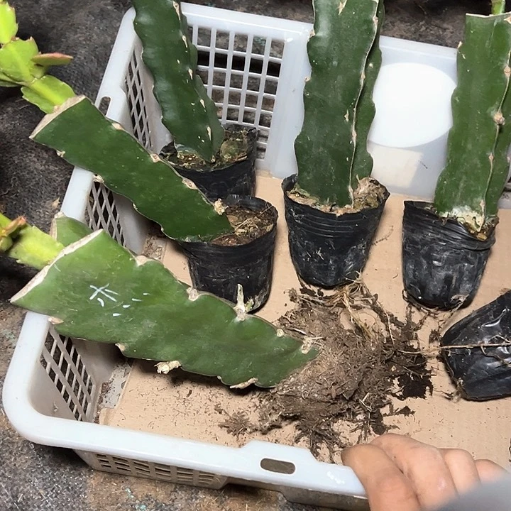 孟*亮8颗嫁接小破苗无售后