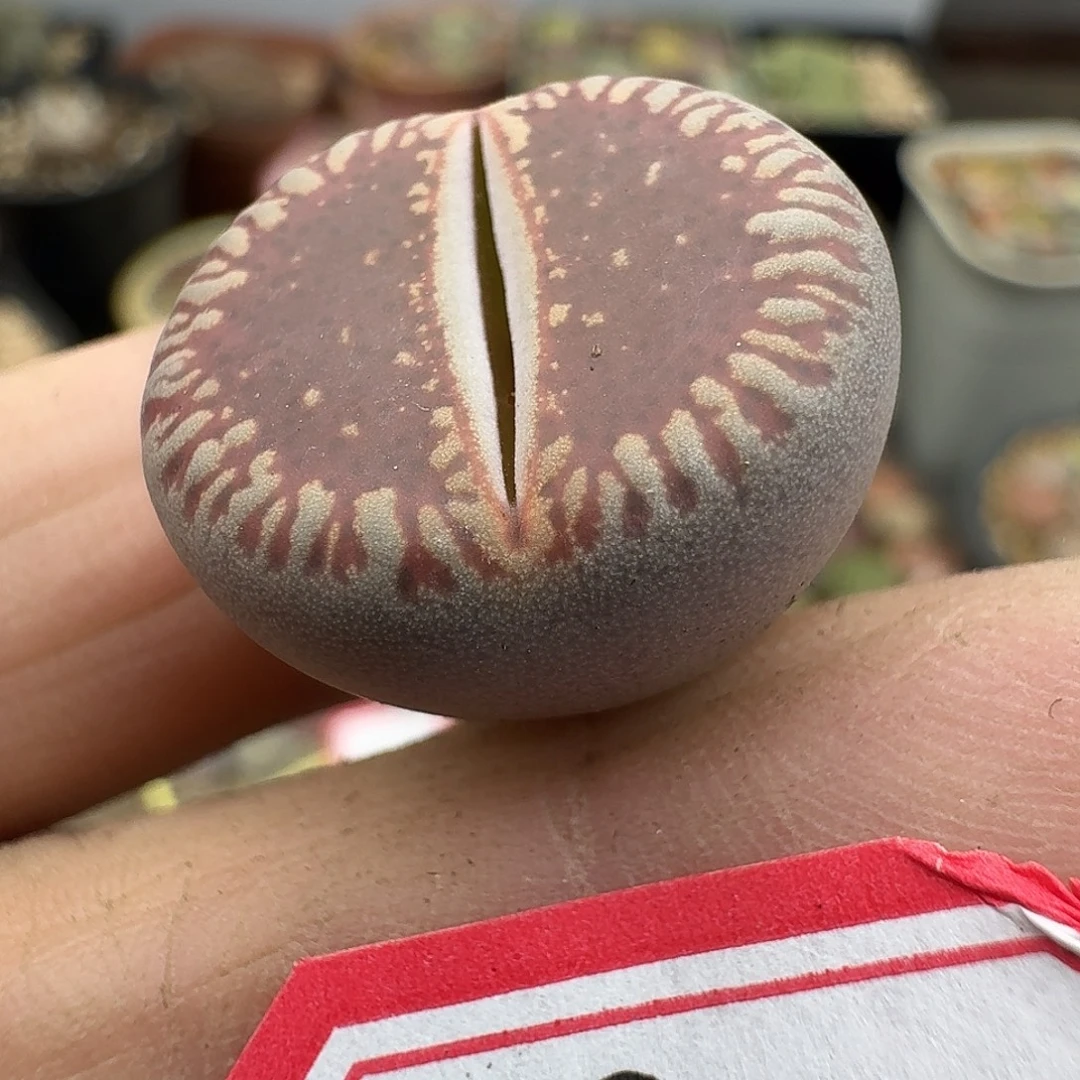 98多肉多肉哈哈哈哈