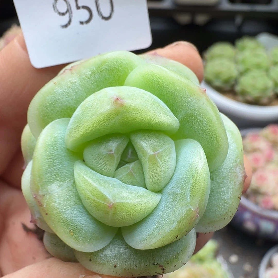 一物一拍一物一拍1213-950