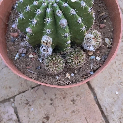 浅***夕仙人掌橙复色补差价