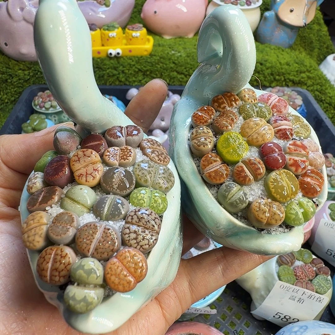 多肉植物开播福利冲591
