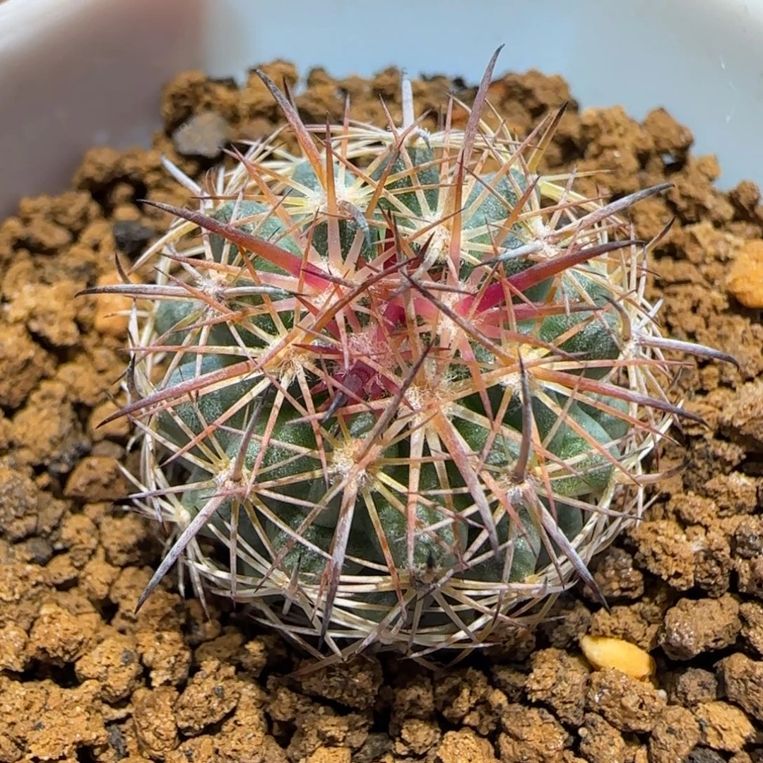 010实生虎爪多肉2.5