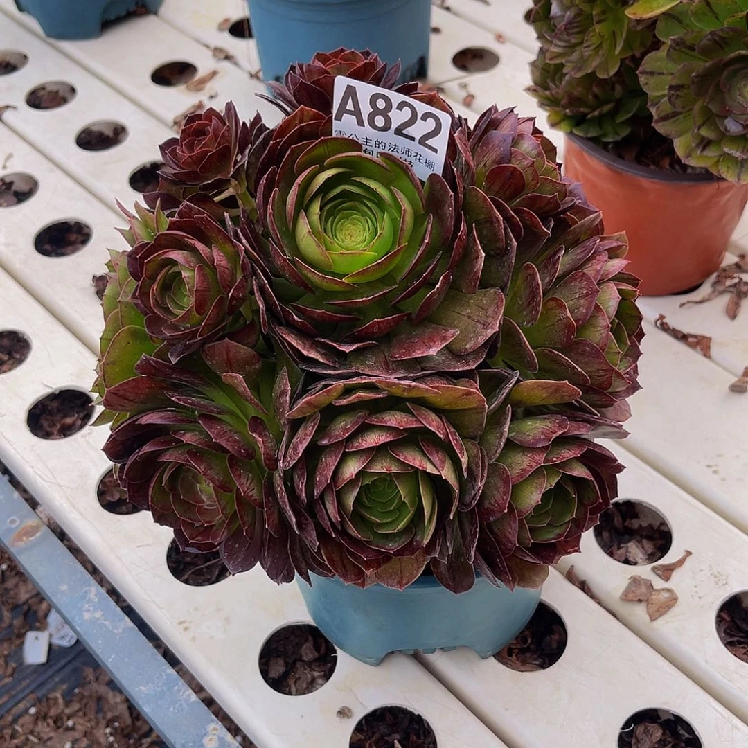 法师法师3/-8包邮法师