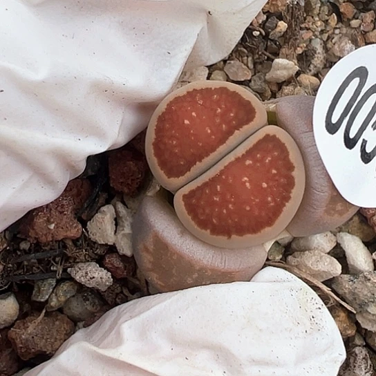 0569.生石花11111111