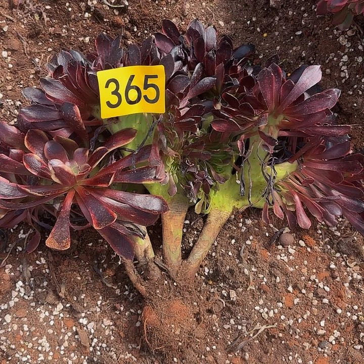 多肉植物福利356