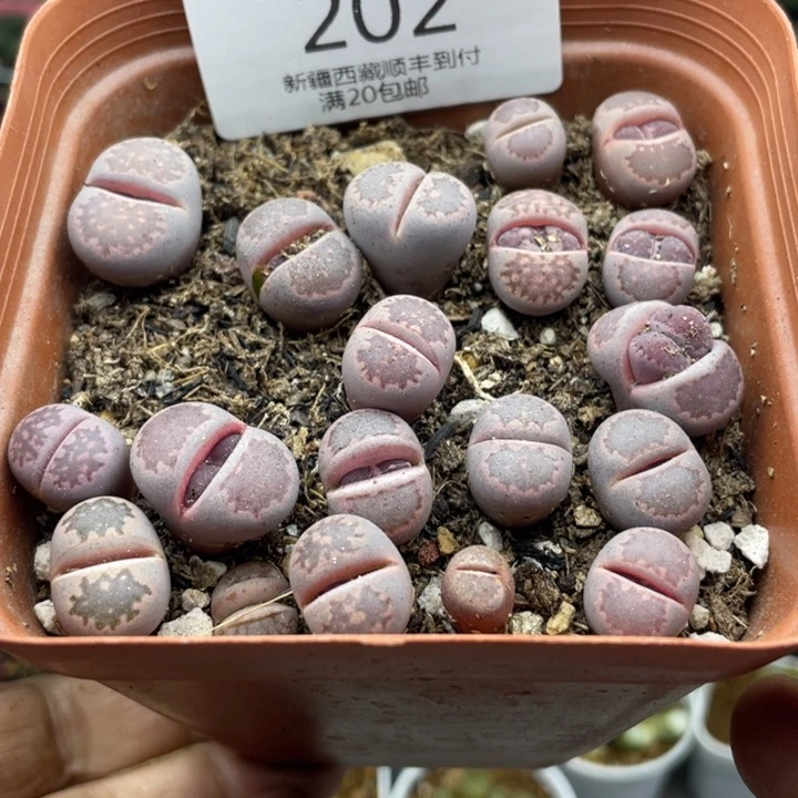 佳人园艺 上福利啦紫李202