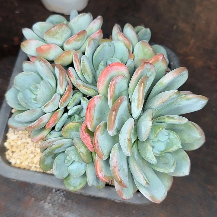 ۵***࿐香橙多肉老桩植物