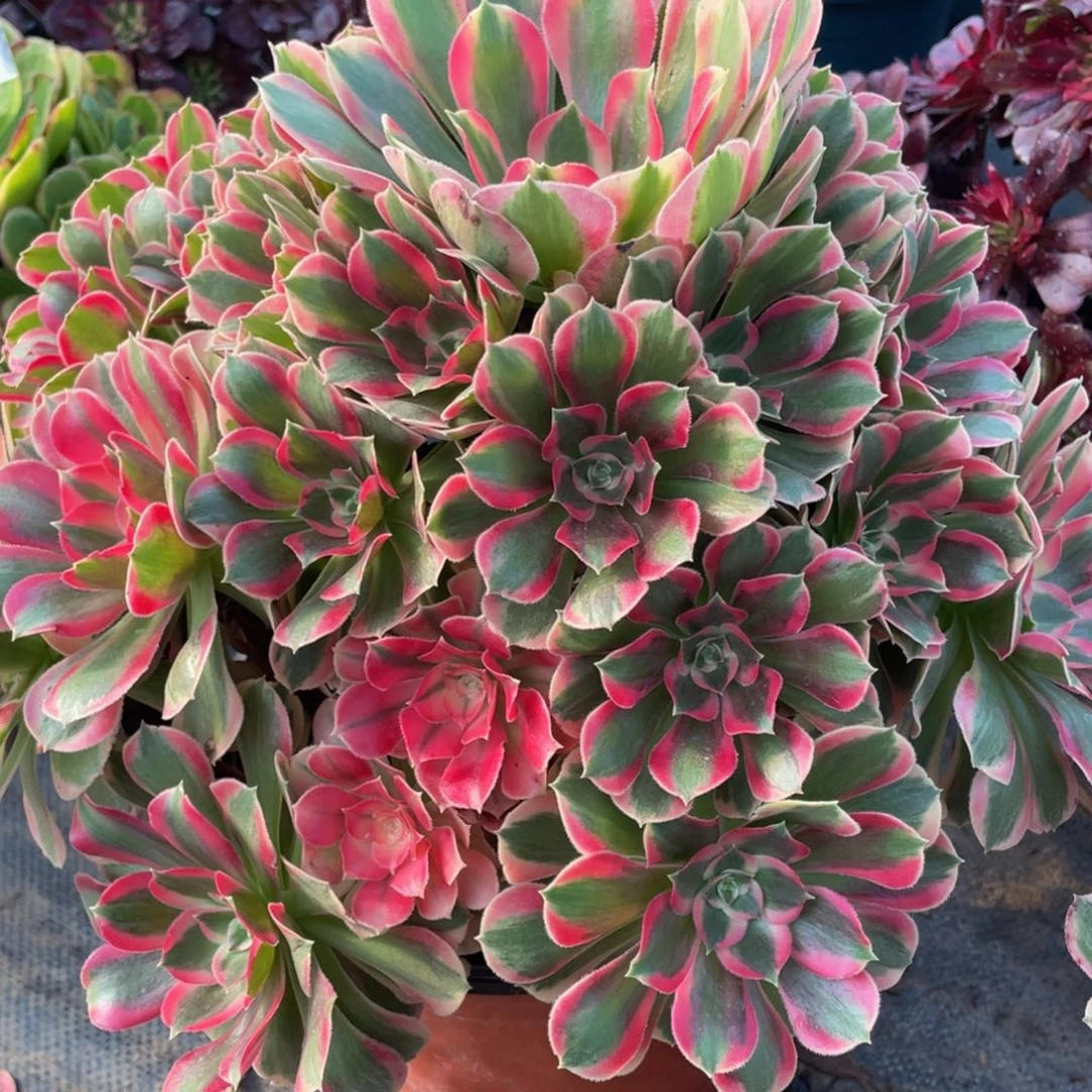 009大大七彩石精品法师老桩