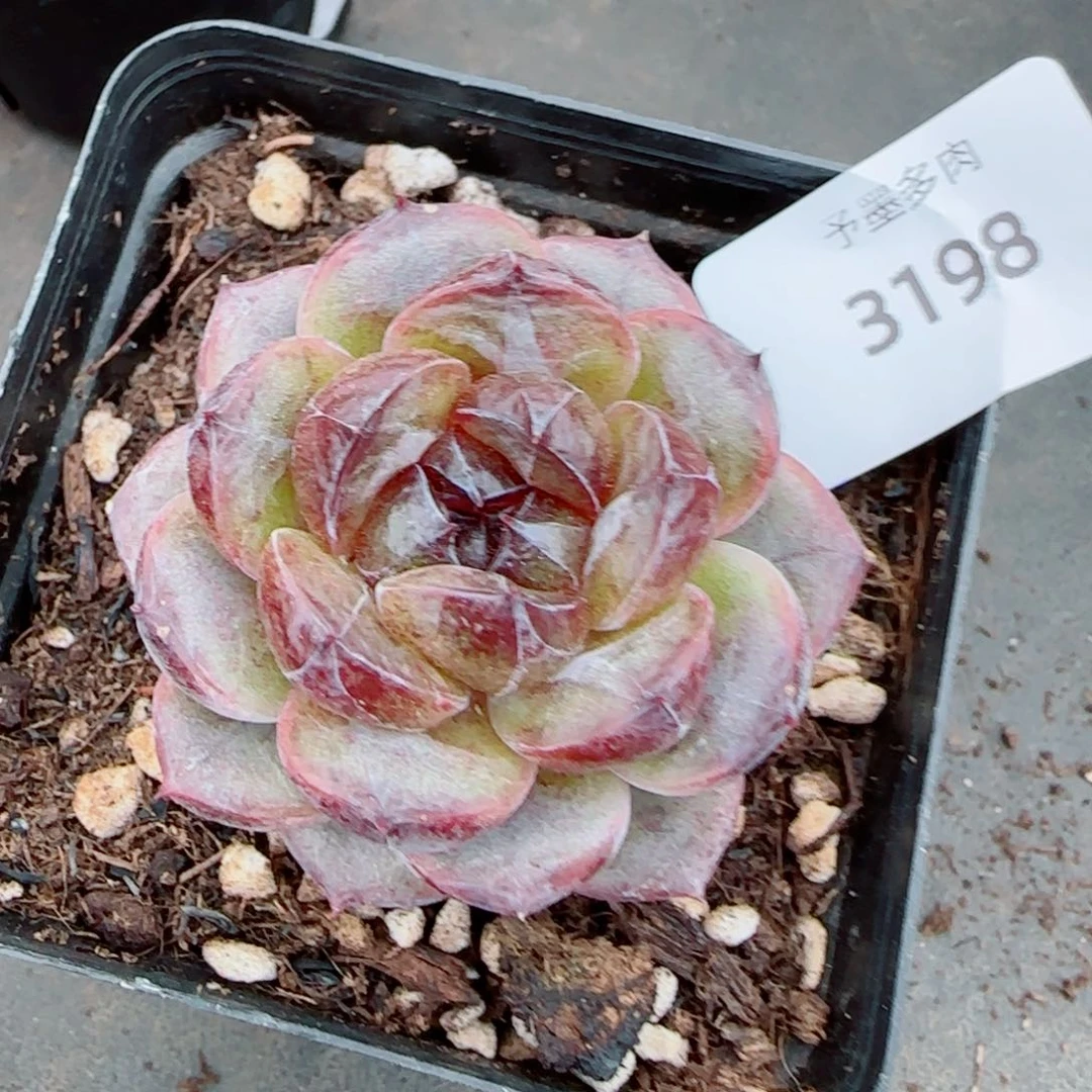 黑不溜球，3198多肉植物