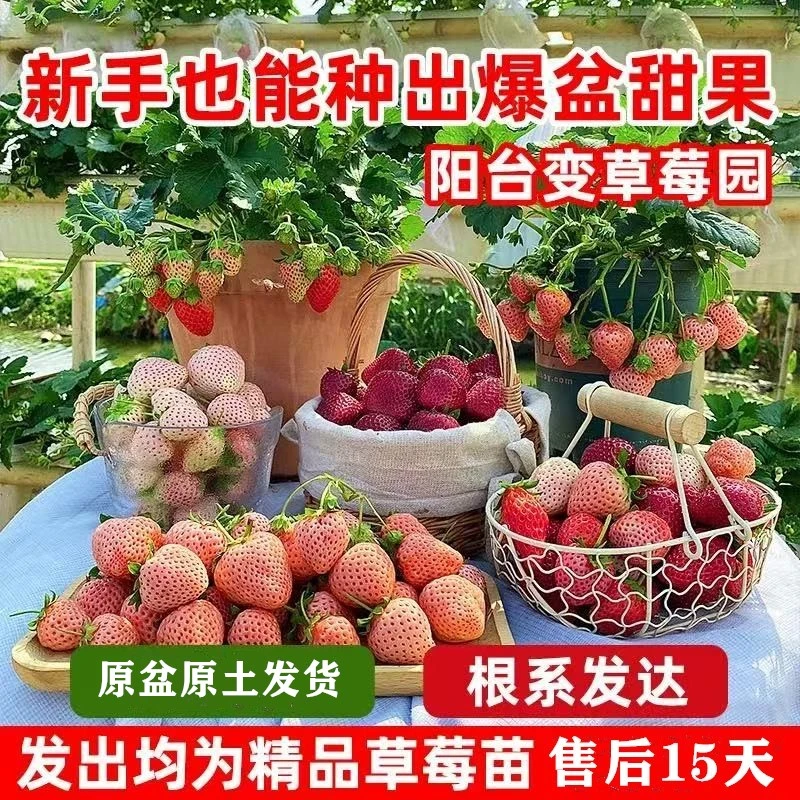 【原盆原土】黑珍珠淡雪建德白露奶油草莓苗南北方栽原盆原土草莓苗
