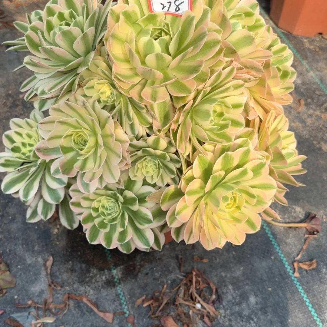 无花朵278迈巴赫朵朵多肉植物