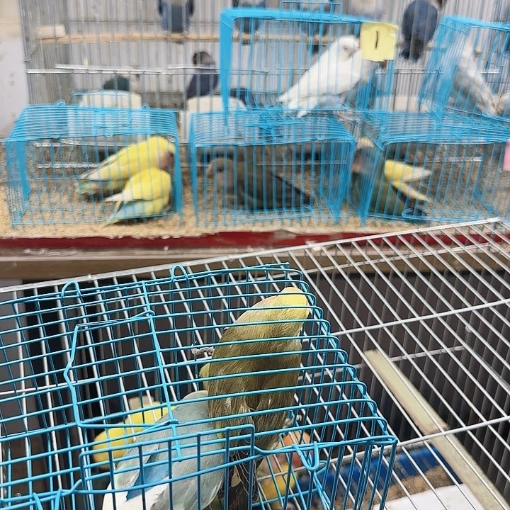 桃脸牡丹鹦鹉喜***红白面花桃一只