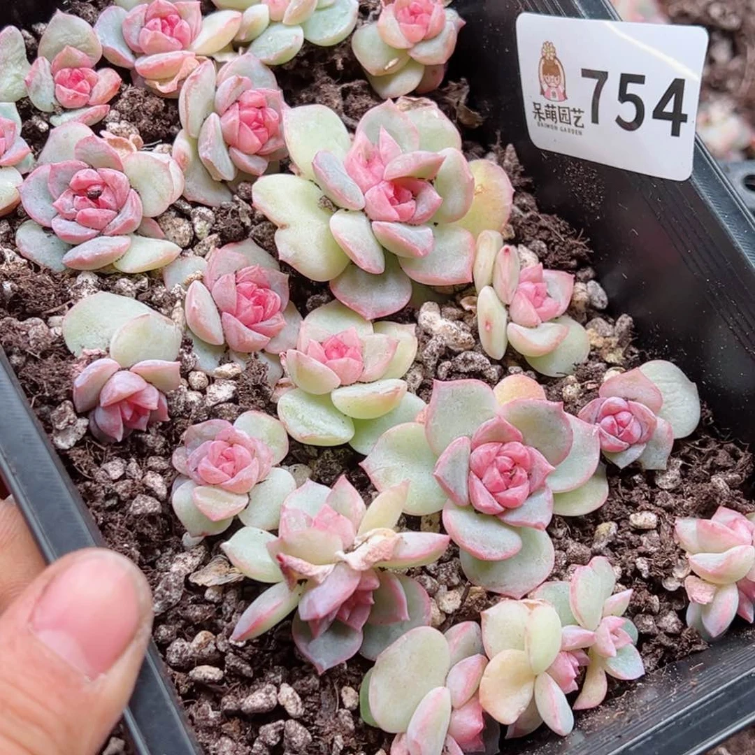 陈*太多肉植物多肉植物