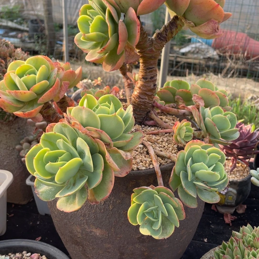 带盆碧桃群生发物流