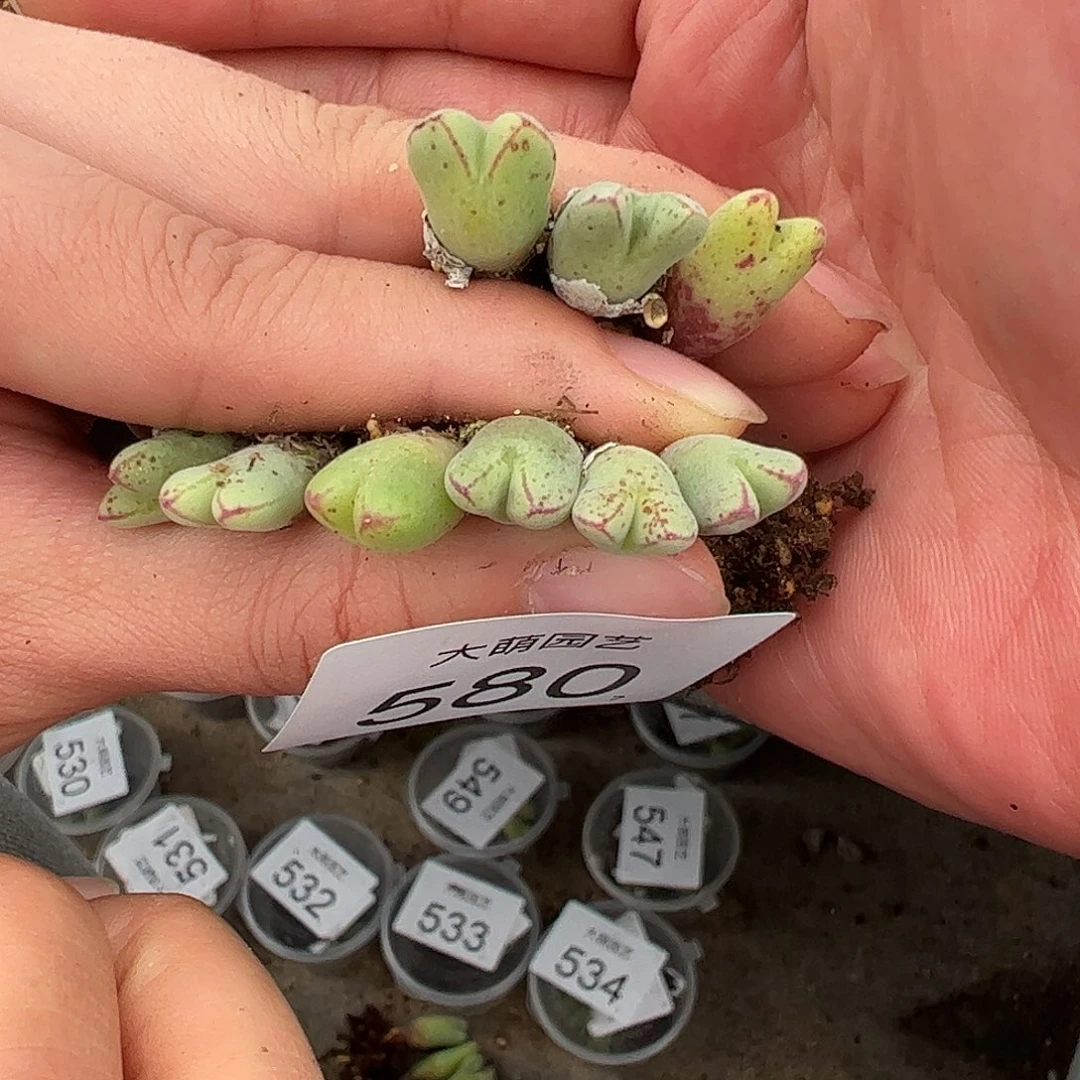 0000580量拍以下1颗