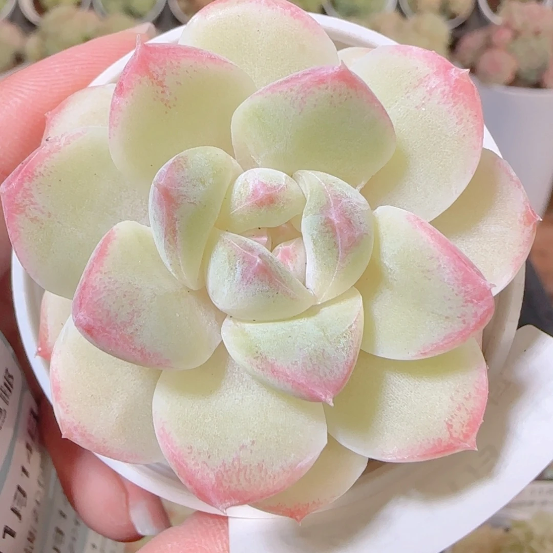 花语逸镜1114-243白桃