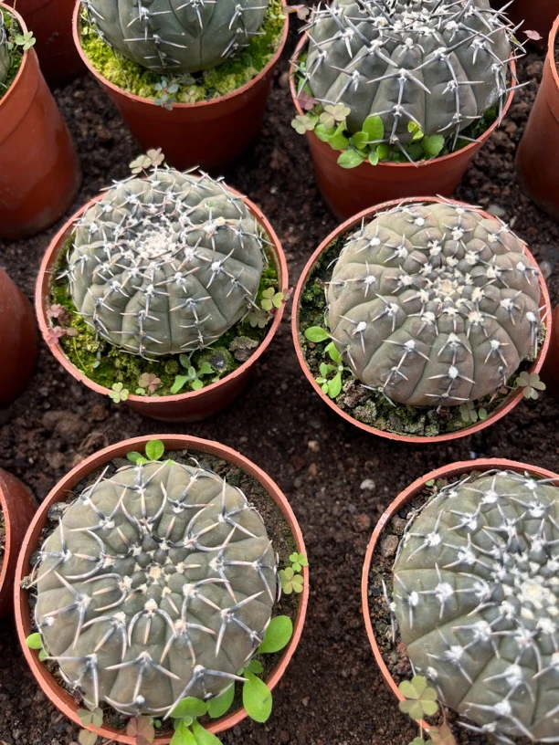 满18包邮 （实生黑刺凤头）大 1颗