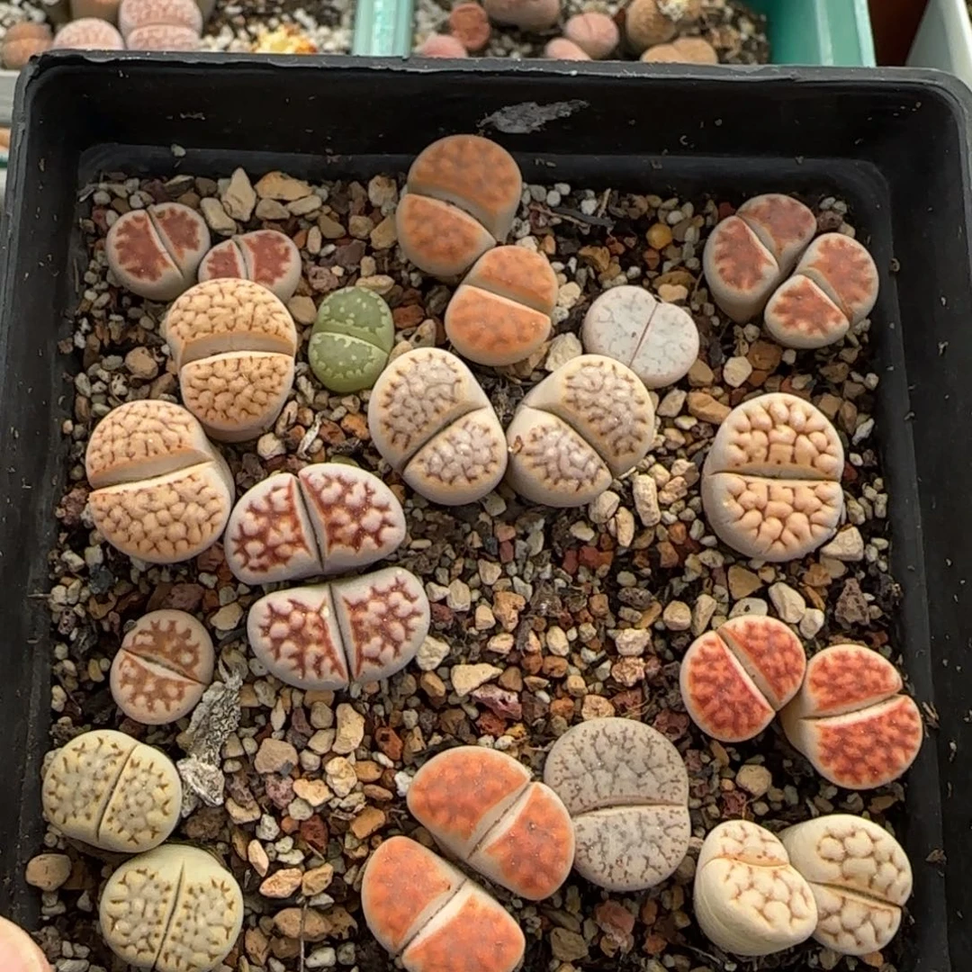 12.4爱萌多肉清货。生石花清盒。2033