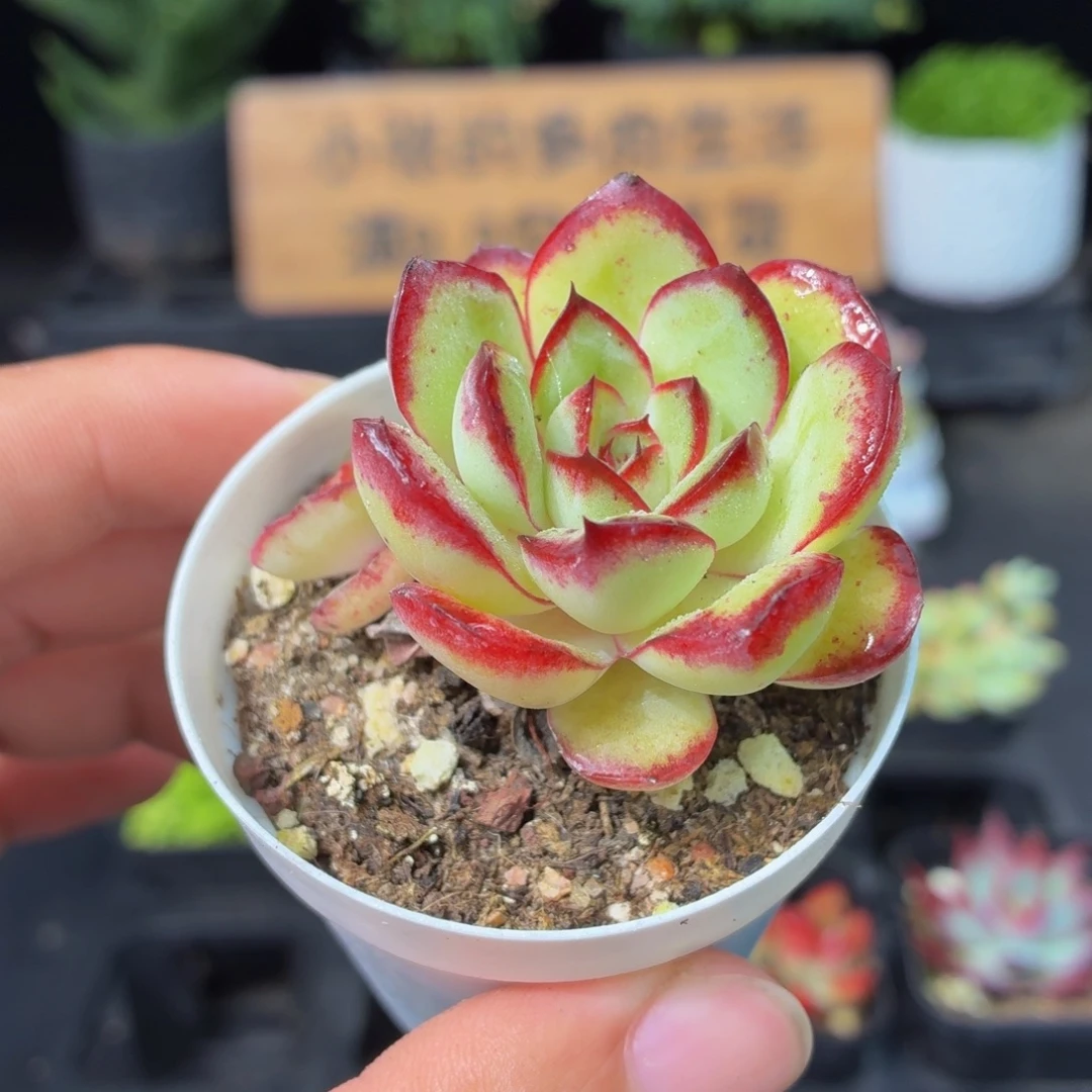 肉酱玫瑰多肉9.9包邮发货