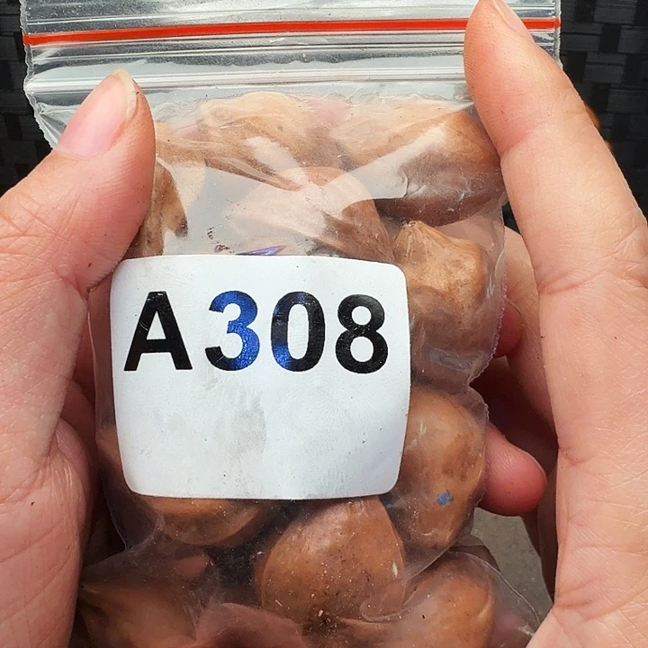 小***包手串/手链橄榄核橄榄