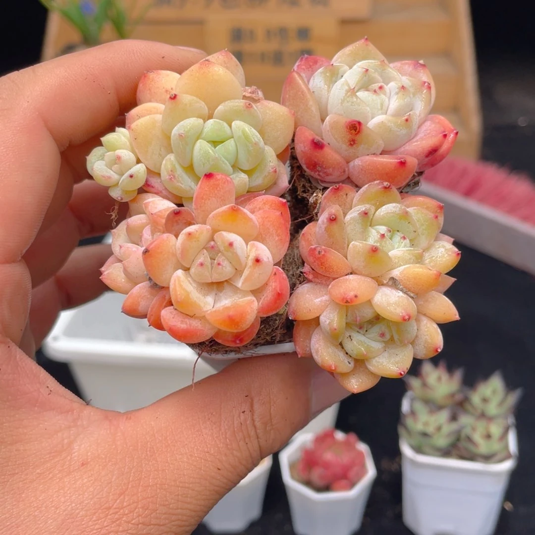 1颗白桃小苗多肉9.9包邮发货