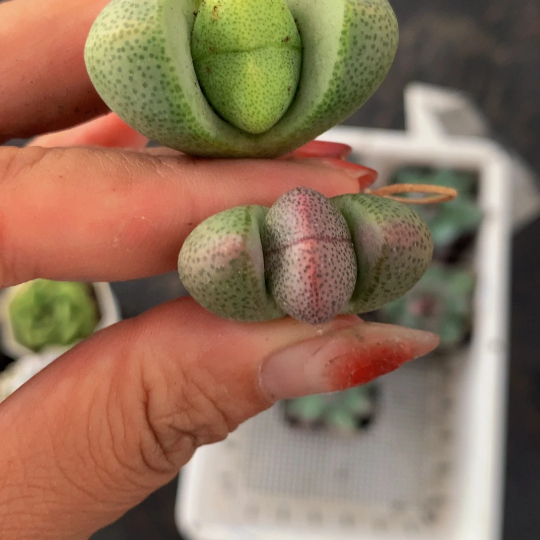 紫元宝 加绿元宝 （满9.99包邮不满9.99发叶子）