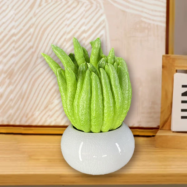 干摆干放观赏佛手不带枝 不用水培不用水养懒人办公室绿植