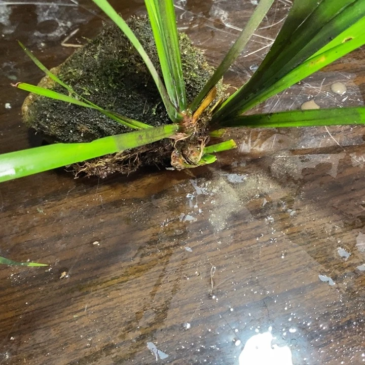 文***芮无花朵石菖蒲你的手机