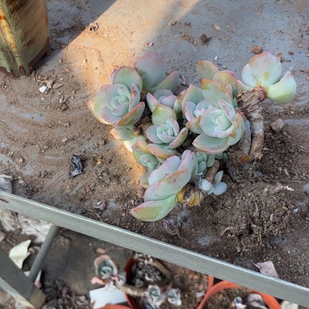 【闪购商品】无花朵ღ****?