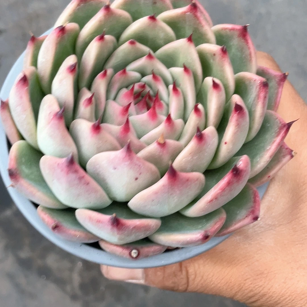 S***…托斯卡内里带盆发货