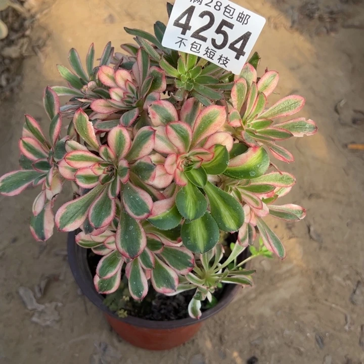 热恋多肉植物法师4254