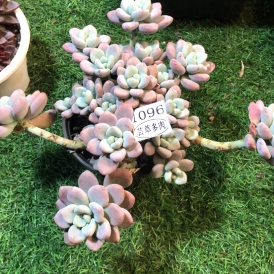 红洛神，1096，一物一拍