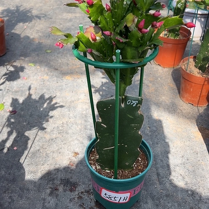 078蟹爪兰尾号5851