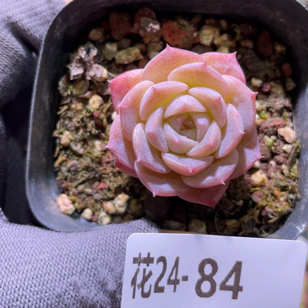 花利美24-84纯爱
