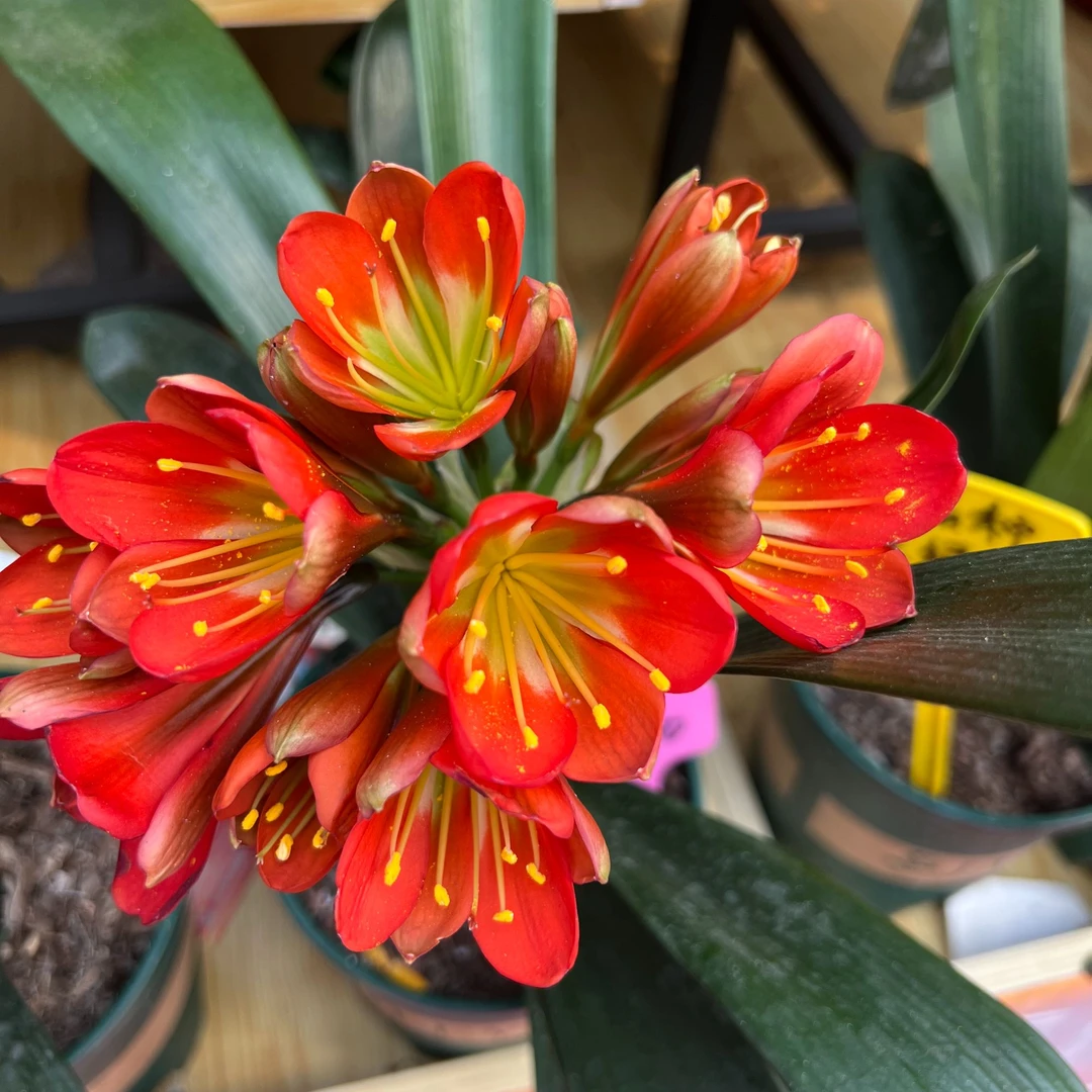 【年底开花】四季品种君子兰10个叶片以上 当年开花 原盆土发货盆栽