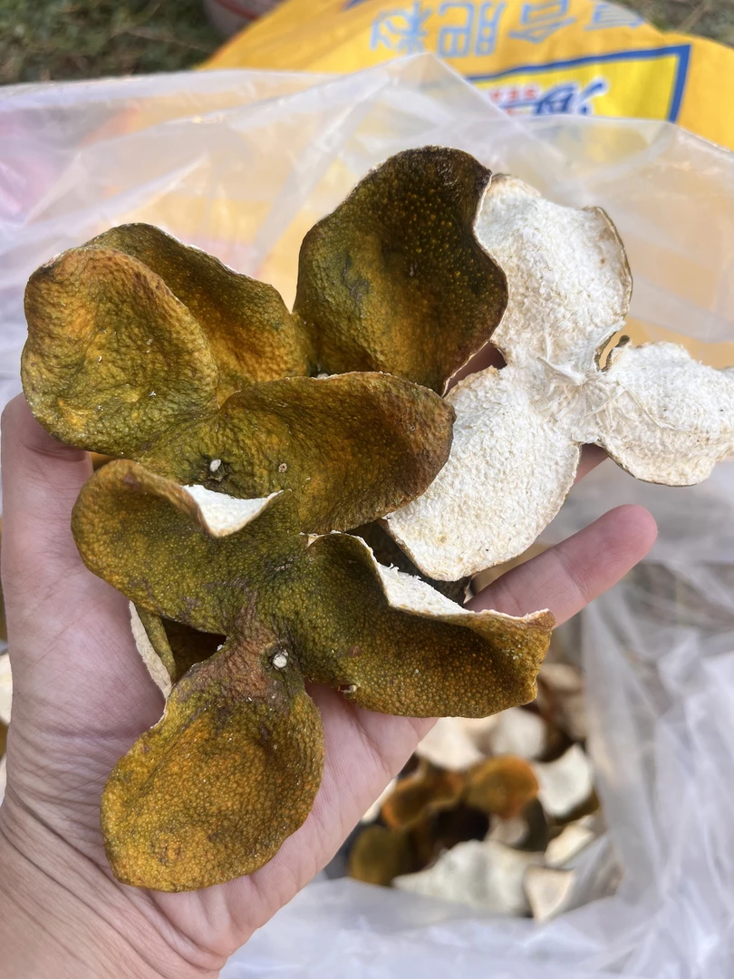 【茶坑熊子塔二红皮】2025年新会茶坑原枝15年老树