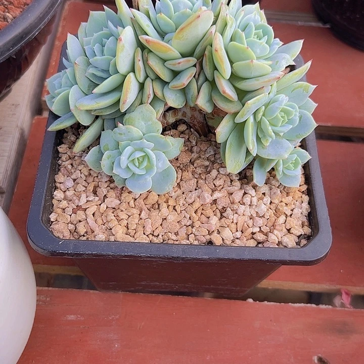 多肉植物恋曲小树朵朵缀
