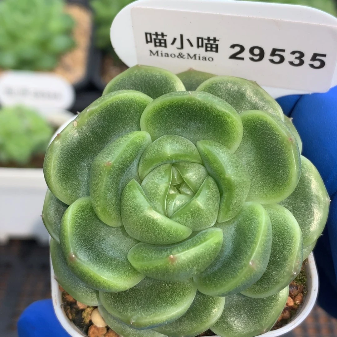 多肉植物杂交珍妮