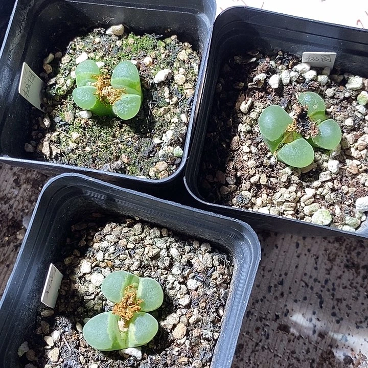 29349。 极窗风铃一组母本带盆。