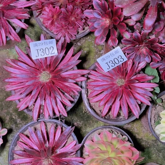 302  303朱雀2颗多肉植物