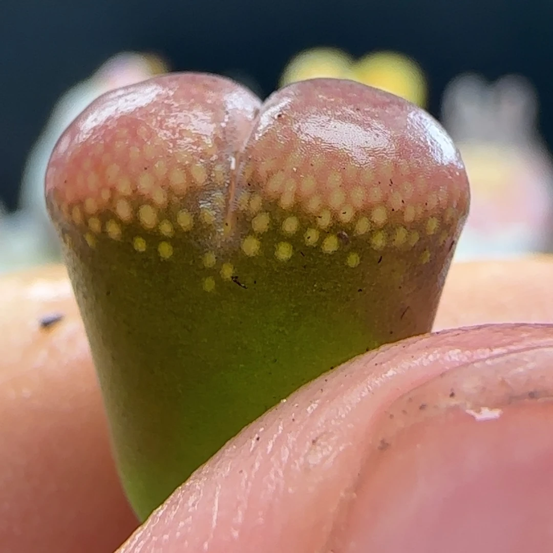 1188/c10/多肉植物