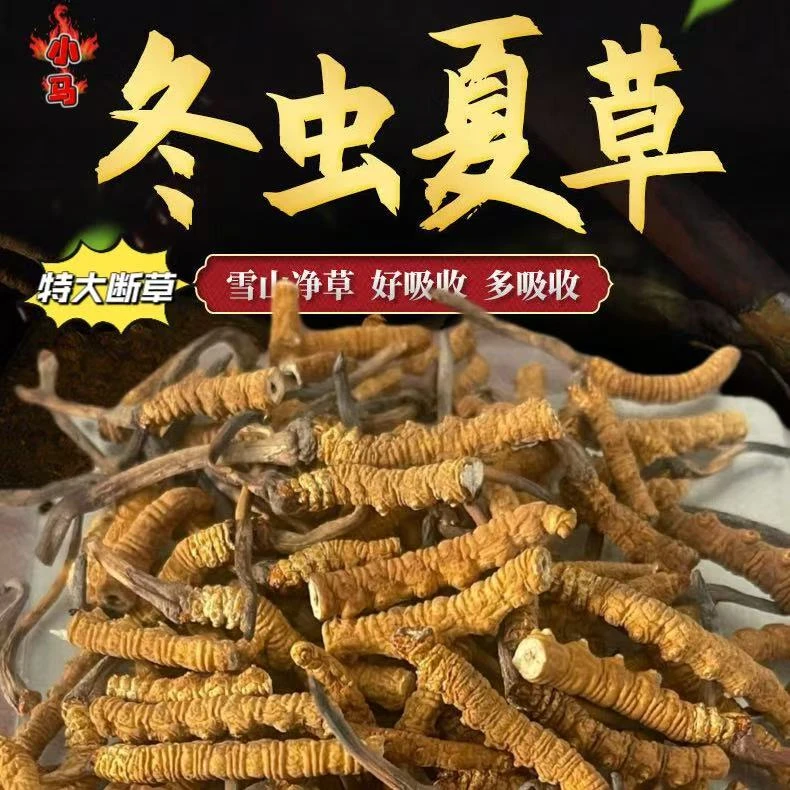 【冬虫夏草】 大断草 性价比自己吃 营养不减