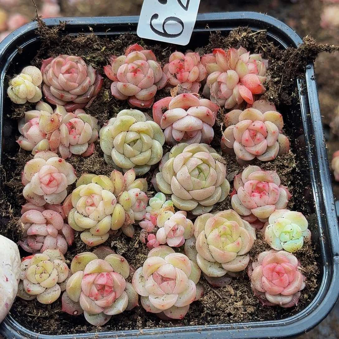 多肉植物多肉植物627