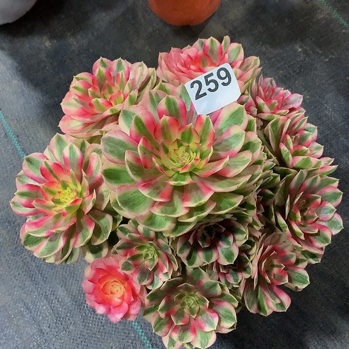 冰****多肉法师倾城25900