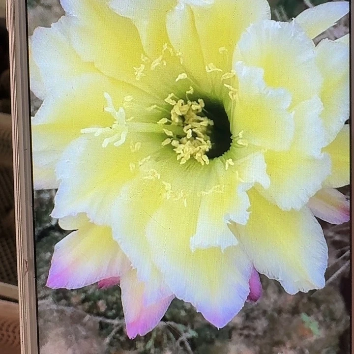杜兰戈侧芽5公分毛花柱