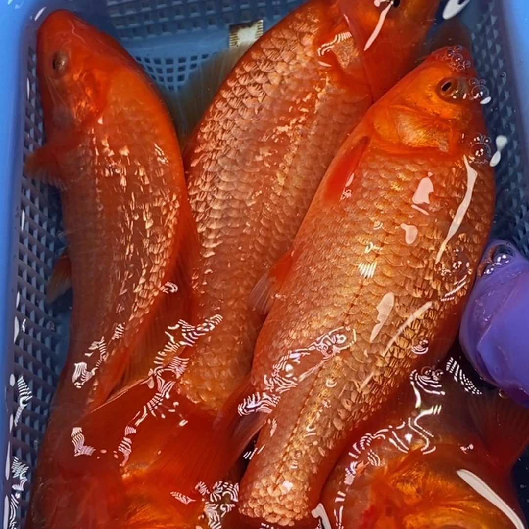 锦鲤冷水锦鲤包邮
